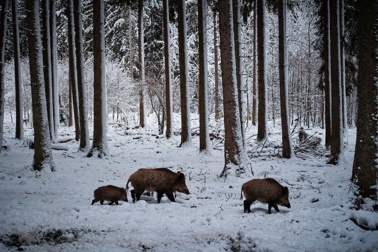 Waldabschnitt mit einer Wildschweinfamilie.