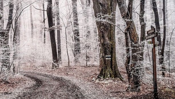 Ein verschneiter Wald und eine Forststraße.