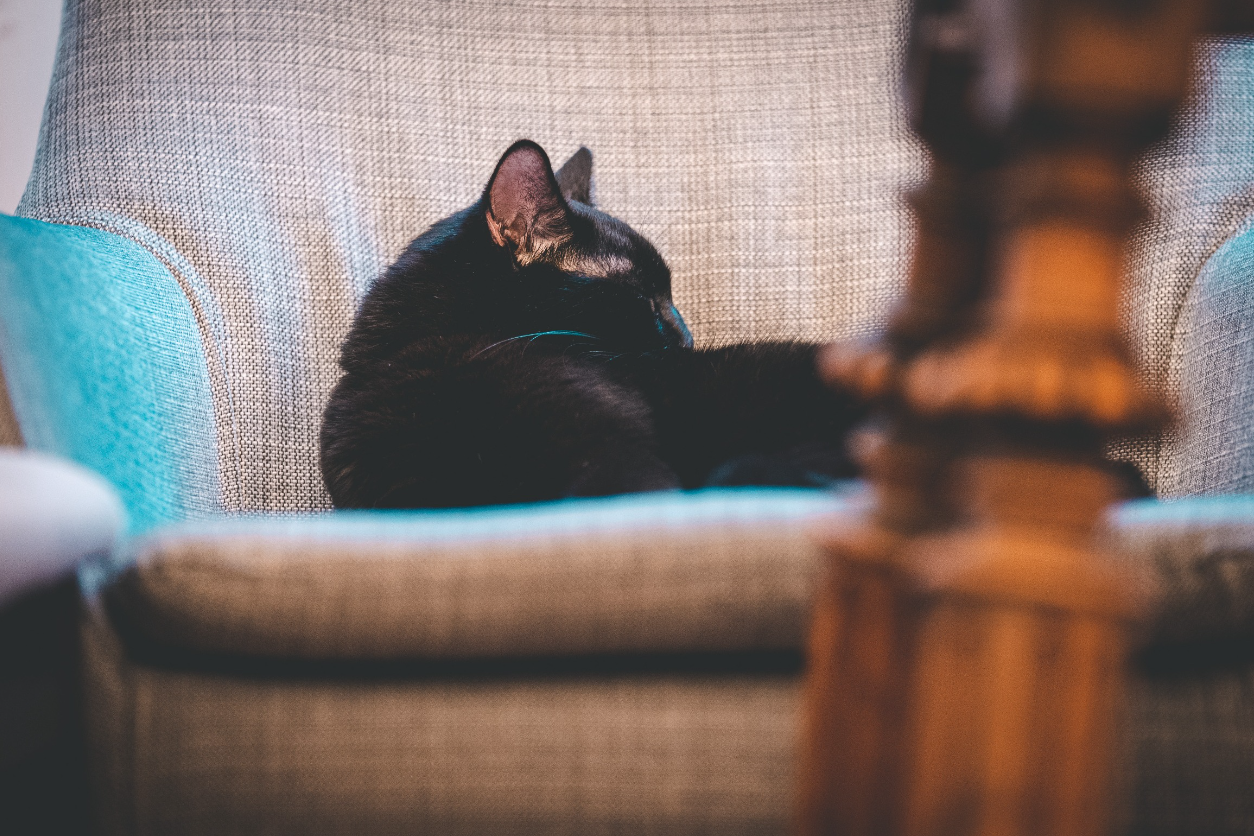 Foto: katze auf sofa