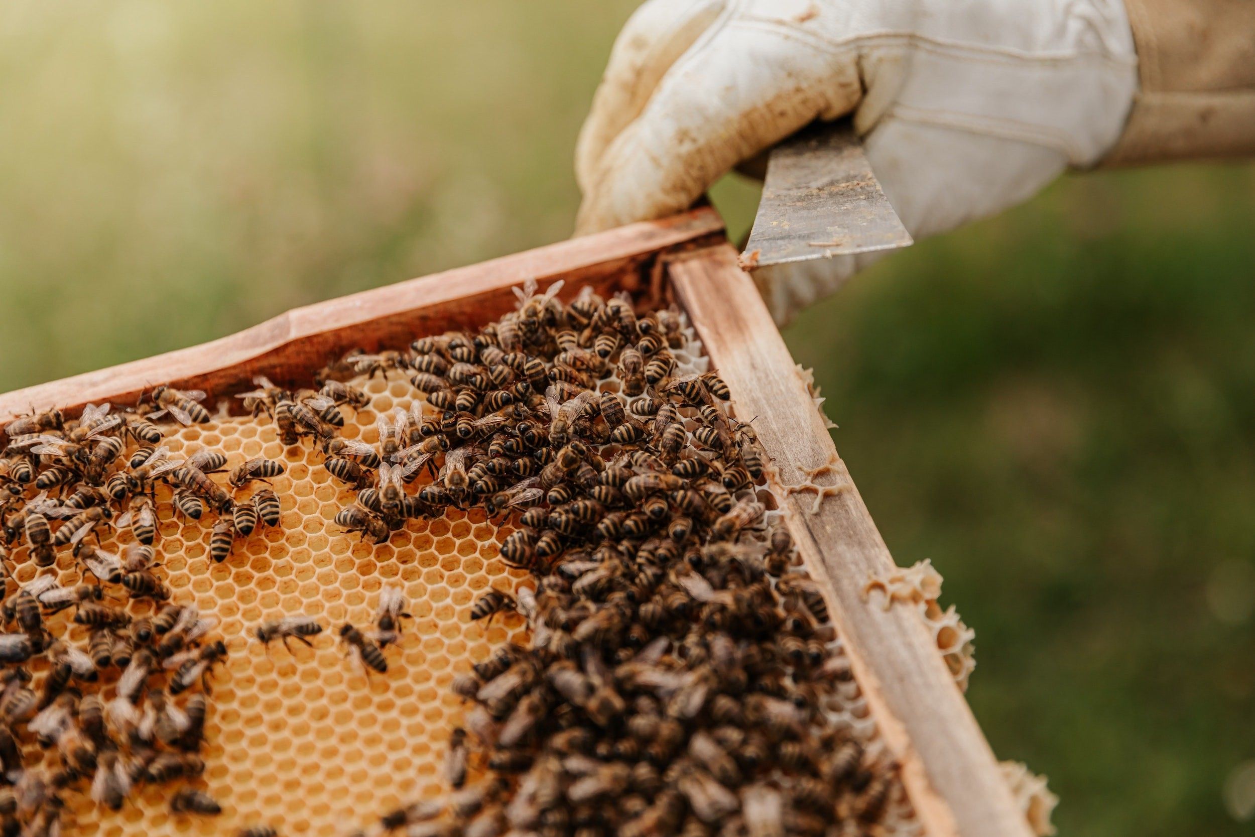 Eine Warbe mit Bienen