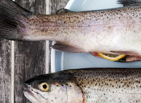 Zwei Fische die für die Pfanne vorbereitet wurden