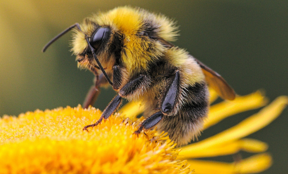 Eine Biene sitzt auf einer gelben Blüte