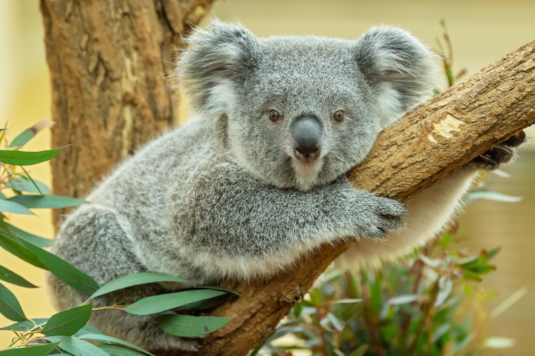 Ein Koala sitzt auf einem Ast