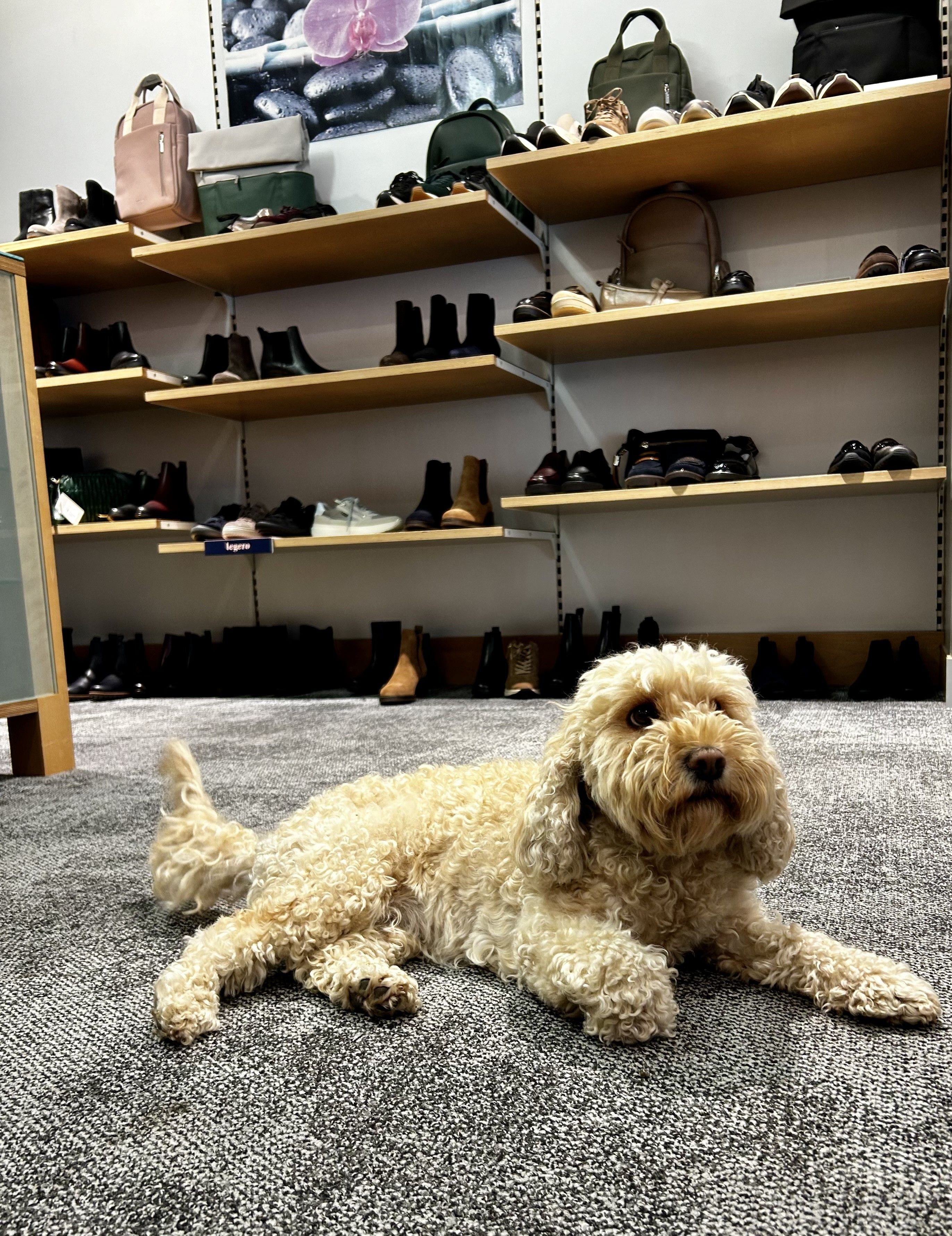 Vekaufsraum schuh-hofer in dem Hund sitzt