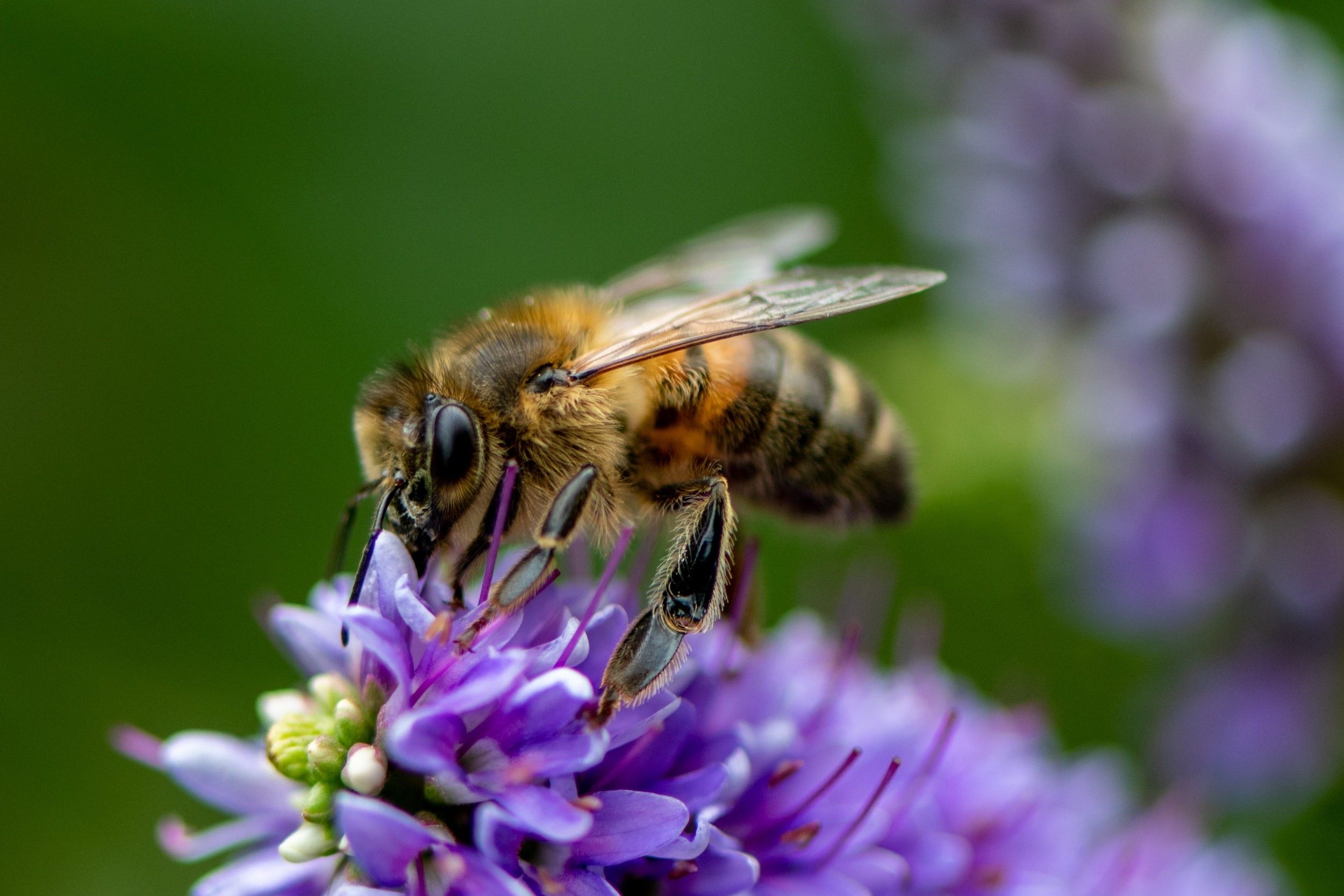 Eine Biene sitzt auf einer Blume