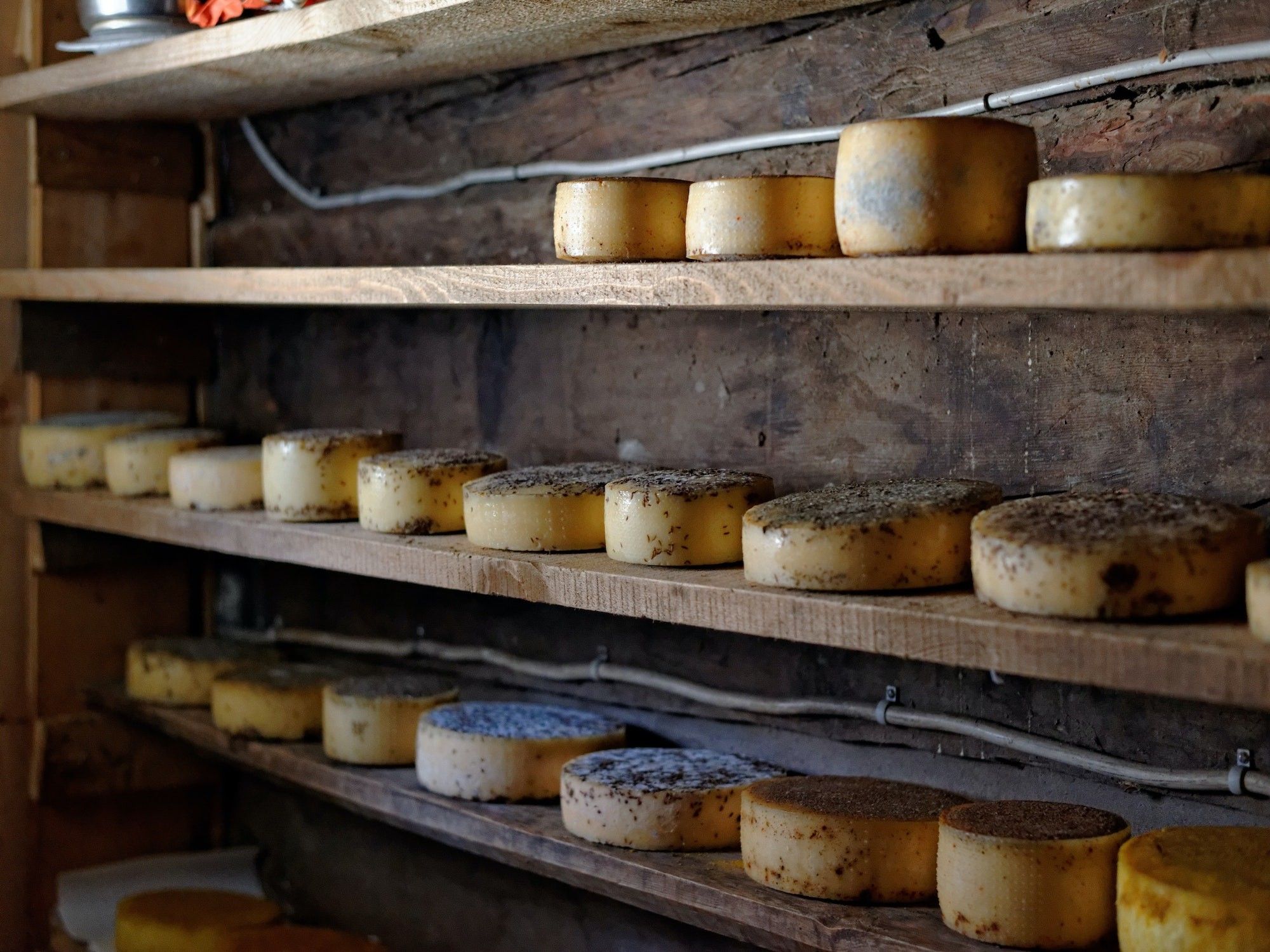 Käse in mehreren Regaln aufgereiht