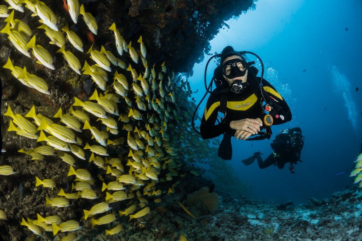 Zeigt einen Taucher unter Wasser mit vielen Fischen