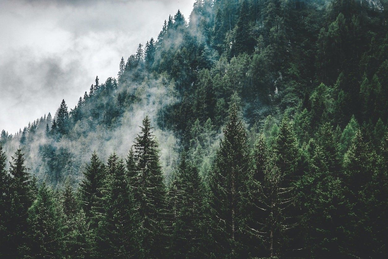 Ein Wald mit lauter Zirbenbäumen